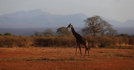 Wall Mural - A giraffe walks in the savannah