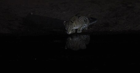 Wall Mural - a leopard drinks water at night in the savannah
