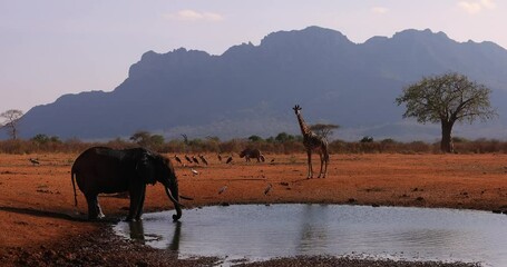Wall Mural - A family of elephants drink water in the savannah