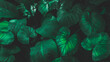 © kanpisut - Herb wall, plant wall, natural green wallpaper and background. nature wall. Nature background of green forest