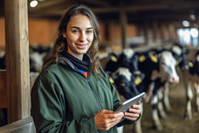Young Woman In A Cow Barn With A Tablet In Her Hands.