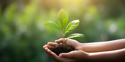 Wall Mural - hand children holding young plant with sunlight on green nature background. concept eco earth day