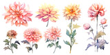 Fototapeta Panele - Bundle of Watercolor Illustrations Set of dahlia Flowers with Expressions of Leaves and Branches