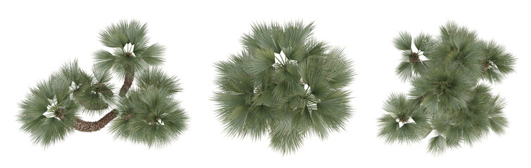 Wall Mural - Set of palm trees on top view isolated on transparent background, 3d render illustration.