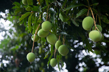 Wall Mural - Organic mango plantation in the Peruvian jungle.