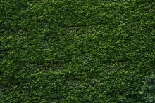 Closeup Shot Of Details On A Bright Green Bush Hedge