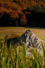 Wall Mural - Yellow trees in the green field during the colorful autumn season during the daytime