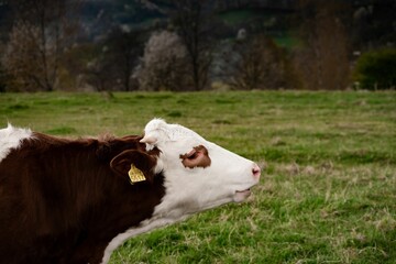 Canvas Print - Closeup of a beautiful cow grazing in a field