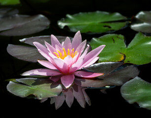 Sticker - Pink water lilly blossom in a pond