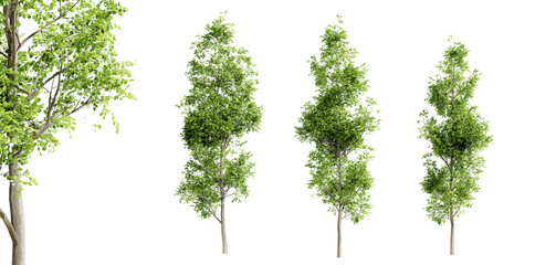 Aufkleber - Black alder trees isolated on transparent background and selective focus close-up. 3D render.