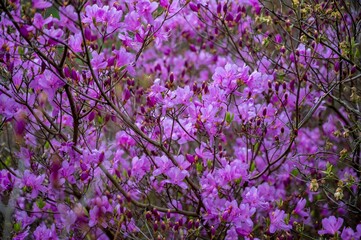 Poster - a closeup of pink blossoms on a tree