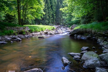 rocky river surrounded by grass in forest