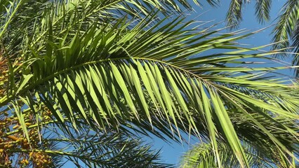 Sticker - Closeup of tropical green leaves of palm trees with blue sky in the background