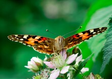 Closeup Shot Of Vanessa Cardui, Commonly Called The Painted Lady.