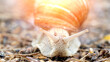 a snail on a forest path crawls over