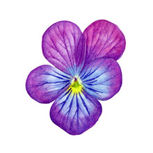 Watercolor Painting Pansy Flowers. Botanical Illustration Of Purple Pansy Flower Can Be Use As Print, Poster, Postcard, Invitation, Greeting Card, Element Design, Textile, Label, Sticker, Tattoo.