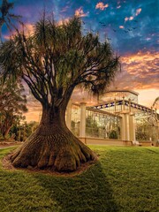 Poster - tree in front of a glass house under the purple and orange skies