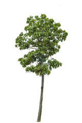 Poster - tree isolated from the background,PNG file.