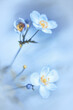 Białe kwiaty, niebieskie tło