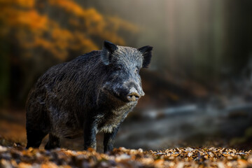 Wall Mural - wild boar in autumn forest. wildlife scene from nature