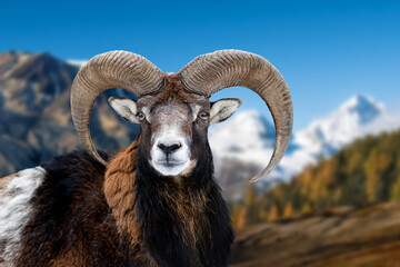 european mouflon in the nature habitat on lake and mountain background