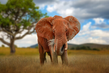 Poster - Old big red elephant in savannah on National park of Kenya