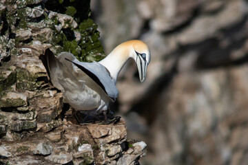 Aufkleber - A close up of a northern gannet as it is perched on the ledge of the cliff face. It is looking down and the cliff face in the background is blurry