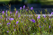 © Eko - Ruellia simplex or Ruellia brittoniana, the Mexican petunia, Mexican bluebell or Britton's wild petunia, is a species of flowering plant in the family Acanthaceae