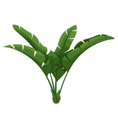Wall Mural - Banana plant vector illustration. Cartoon isolated leaves of banana branch, green leaf of exotic foliage and botanical symbol of tropical summer, floral branch growing in jungle or farm garden