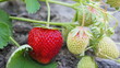 red and green strawberries in the garden