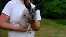Close Up While Holding Calm Rabbit In Hand And Getting Animal Even Closer To Camera.