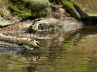 Wall Mural - Beautiful nature scene with White-throated dipper (Cinclus cinclus). Wildlife shot of White-throated dipper (Cinclus cinclus) on the stone. White-throated dipper (Cinclus cinclu in the nature habitat.