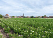 village and potatoe field in west flanders