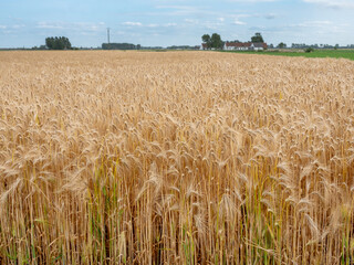 Canvas Print - barley field in west flanders near brugge and oostende