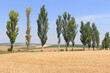 A row of trees in a field