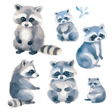 Watercolor Baby Racoon Clipart For Graphic Resources