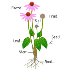 Wall Mural - Parts of echinacea purpurea plant on a white background.