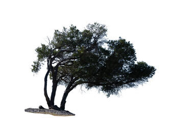 beautiful of green banksia tree isolated on white background. australia, png file