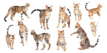 Watercolor Bengal Cat Clipart For Graphic Resources