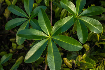 Wall Mural - Close-up of Beautiful Green Leaf on Flowering Shrub