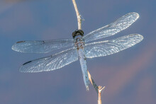 Male Eastern Pondhawk Dragonfly In Hartley Reservoir Wildlife Management Area, Rochester, Massachusetts