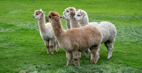 Llama, Alpacas 