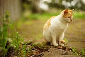 Wall Mural - Ginger white fluffy cat rest in summer garden