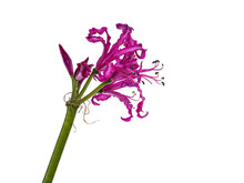 Close Up SIde View Of Single Fuchsia Pink Nerine Flower, Isolated Cutout On Transparent Background.