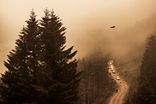 A Dirt Road Through Misty Mountains, With Cars And Livestock On It, An Eagle Chasing Its Prey Overhead