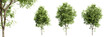 Rosehill white ash trees isolated on transparent background and selective focus close-up. 3D render image.