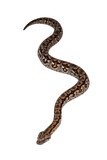 Top view full lenght of Dumeril's boa aka Acrantophis dumerili snake. Isolated cutout on transparent background.