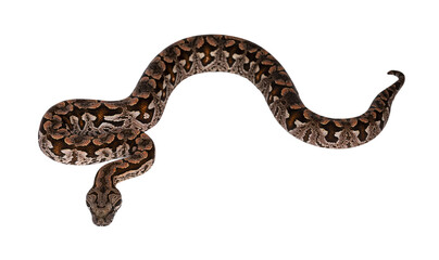 Fototapete - Top view full lenght of Dumeril's boa aka Acrantophis dumerili snake. Isolated cutout on transparent background.