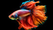© Aghavni - Betta fish. Colorful fighting Siamese fish with beautiful silk tail isolated on black. Amazing exotic tropical fish. Generative AI