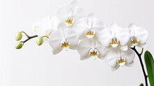 White Orchid Isolated On White Background.Generative Ai.